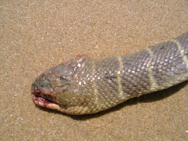sea snake head.jpg [226 Kb]